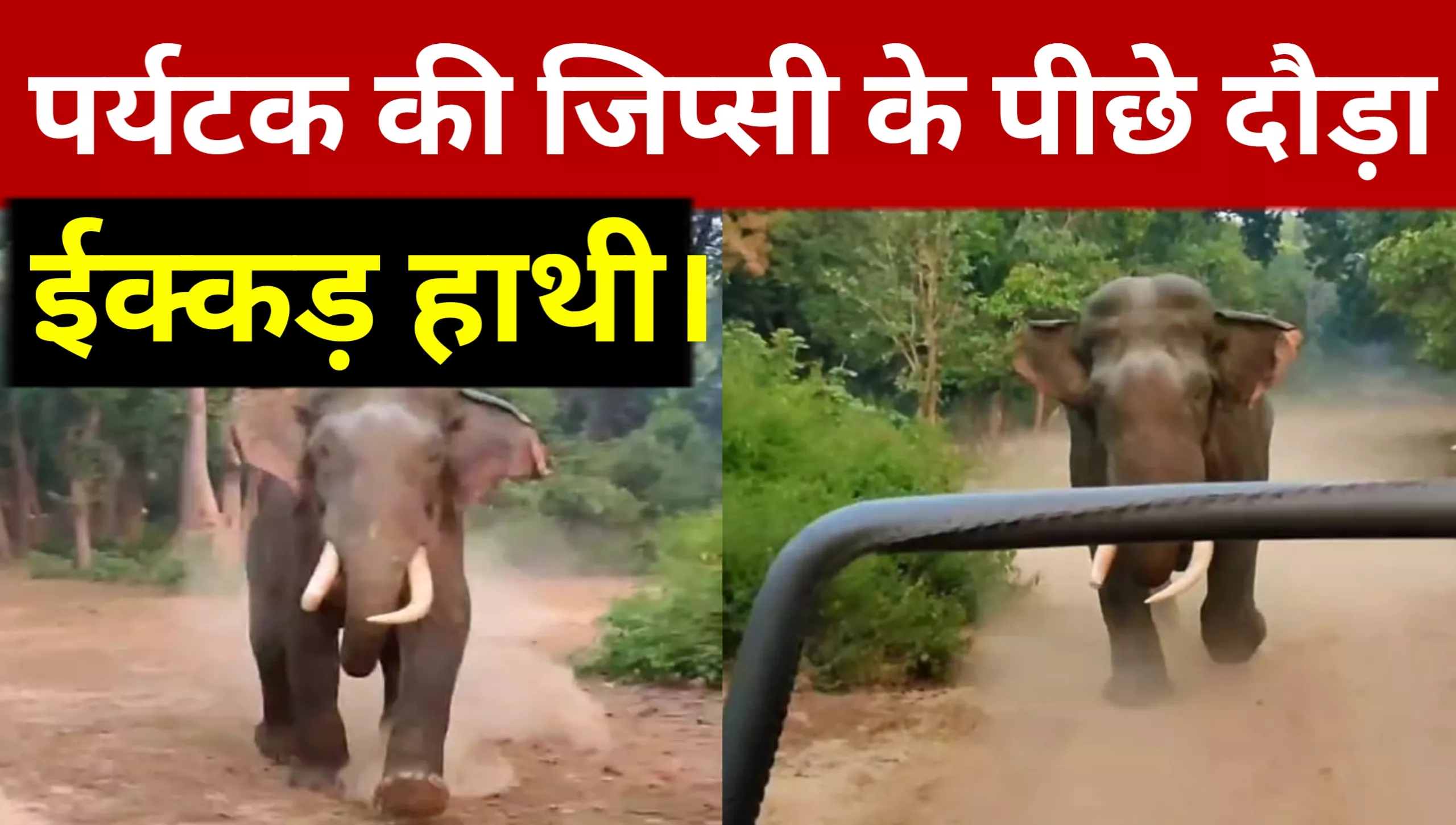 A huge elephant chased a tourist's gypsy, but the driver's presence of mind prevented the accident.