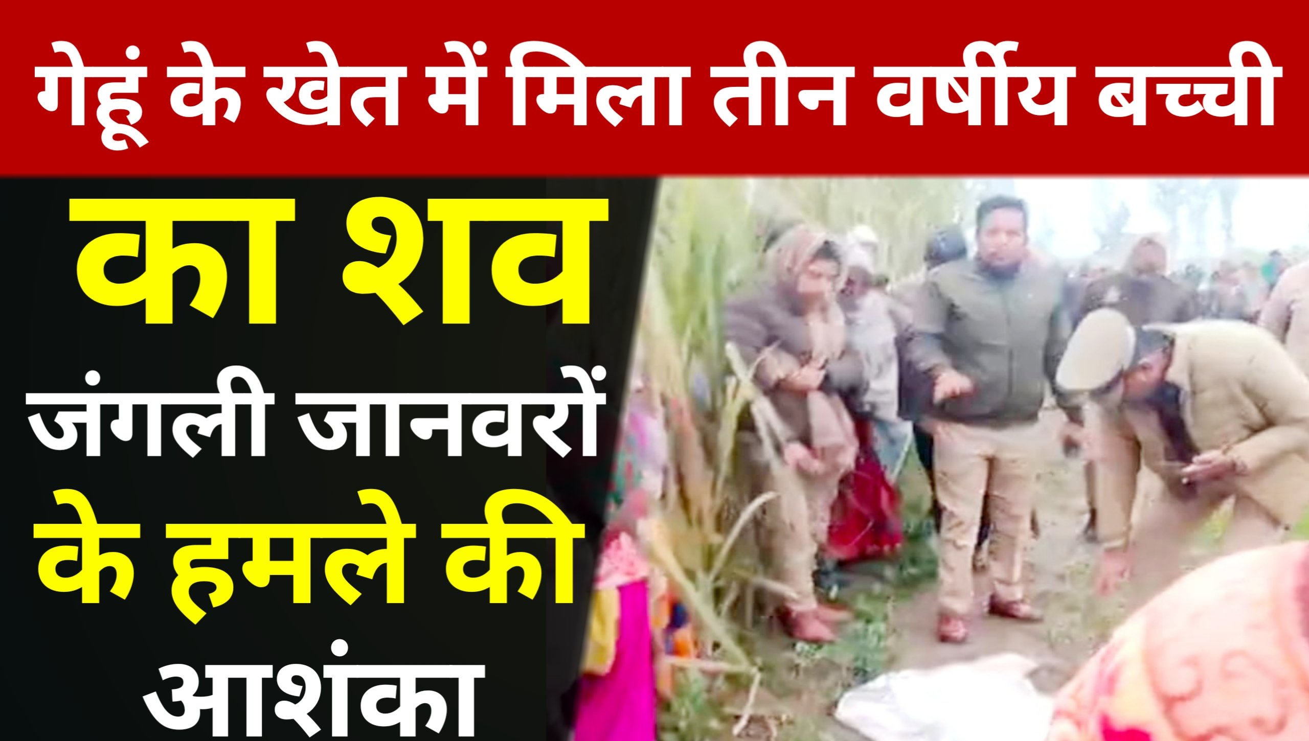 Body of three-year-old girl found in wheat field; fear of attack by wild animals